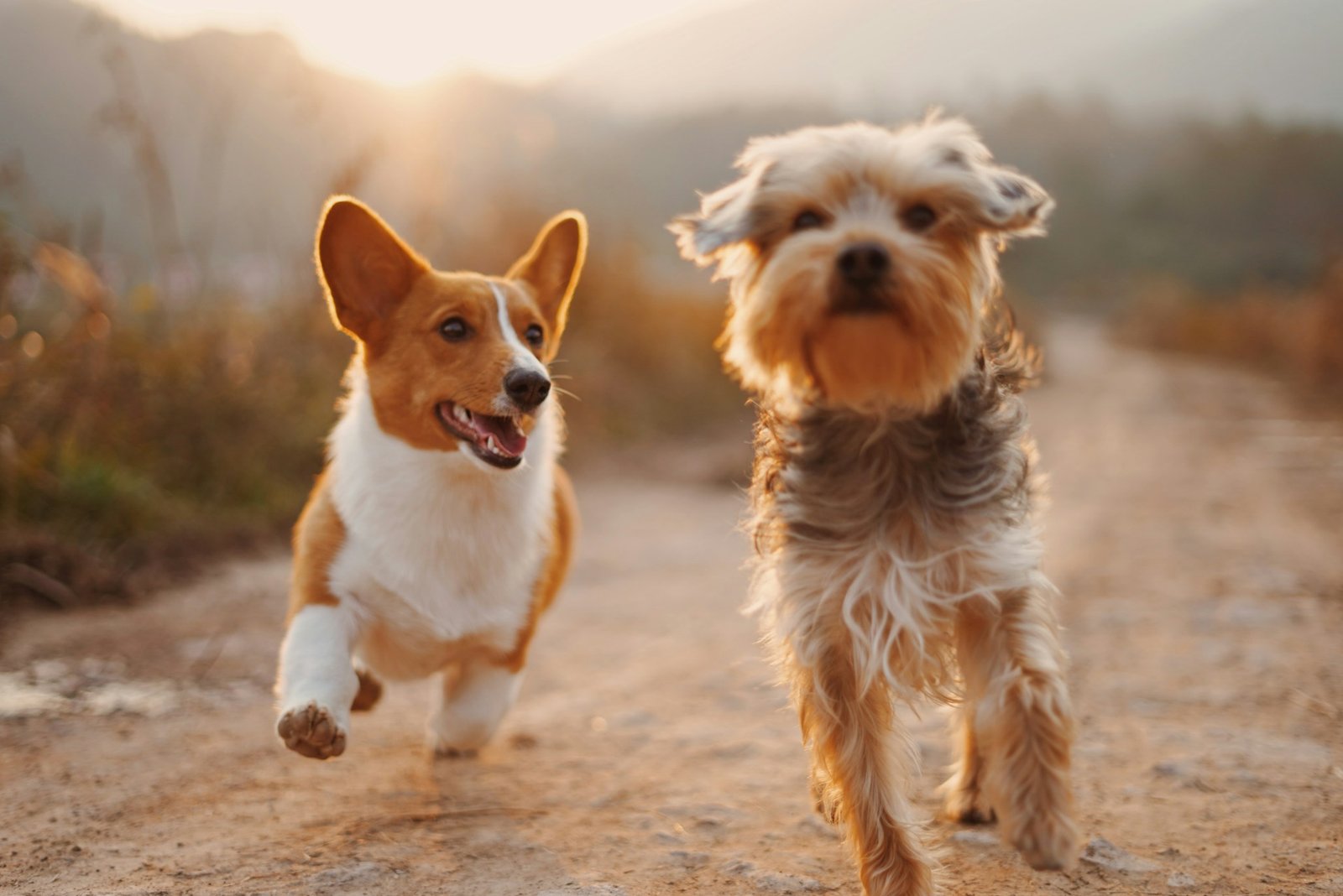 Dos perros pequeños corriendo felices al atardecer