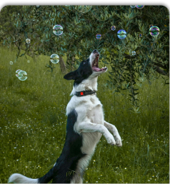 Perro divirtiéndose jugando con unas pompas de jabón
