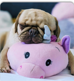Perro pequeño relajándose sobre un cojín cómodo