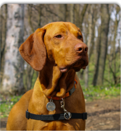 Perro aventurándose en el bosque, emocionado