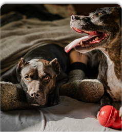 Dos perros descansando tapados con una manta y rodeados de juguetes